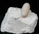 Eocene Aged Fossil Snake Egg - Bouxwiller, France #12964-1